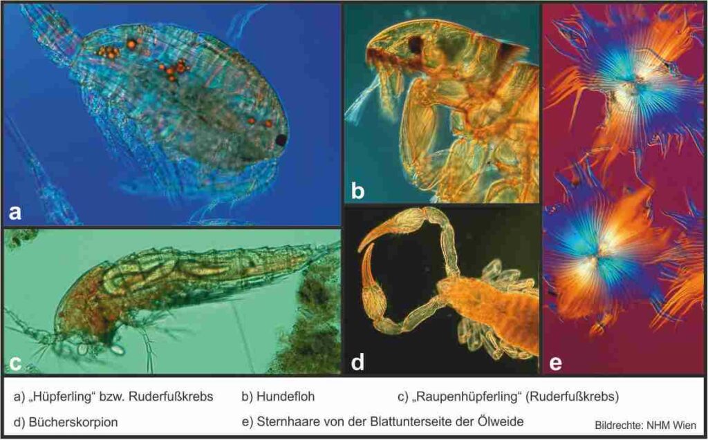 Natürlich Wissenschaft, So, 27.11.2016, 18 Uhr: