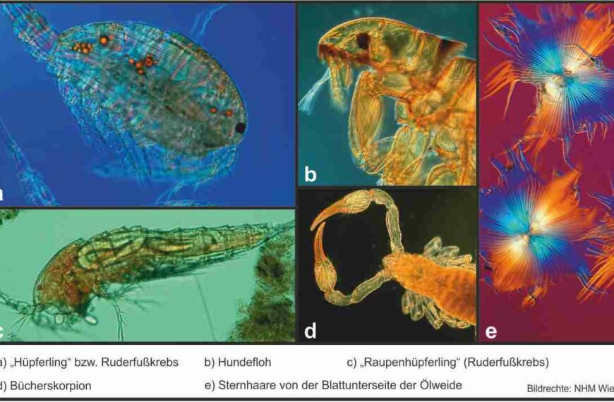 Natürlich Wissenschaft, So, 27.11.2016, 18 Uhr:
